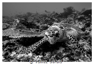 Just a curious turtle... by Vulliez Gérald 